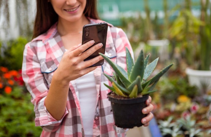 Planta de Aloe Vera